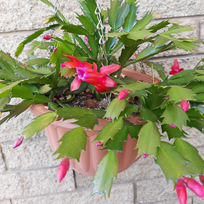 Schlumbergera truncata 'Caribbean Dancer'