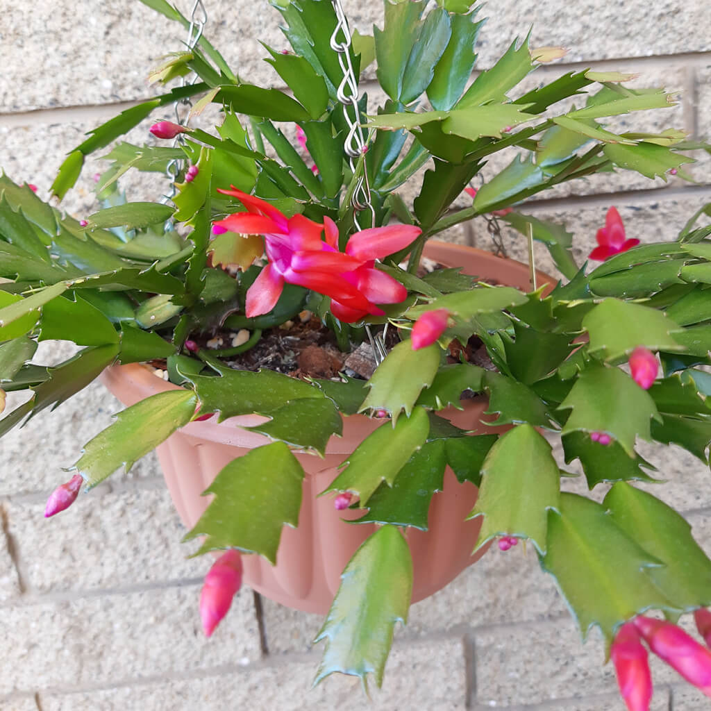 Schlumbergera truncata 'Caribbean Dancer' - Statement Plants