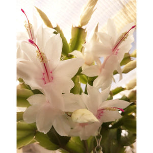 Schlumbergera truncata (Whitish to pale pink flowers)