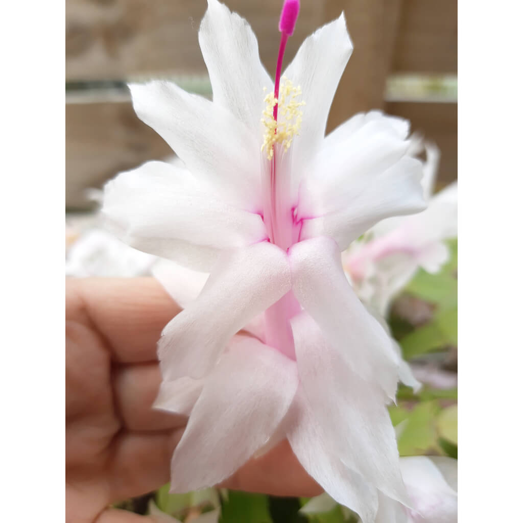 Schlumbergera truncata (Whitish to pale pink flowers)