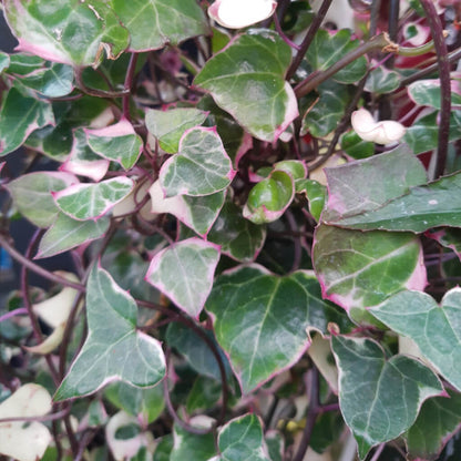 Senecio macroglossus variegated - Wax Ivy