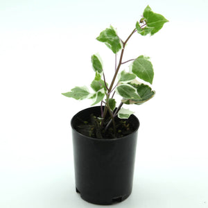 Senecio macroglossus variegated - Wax Ivy