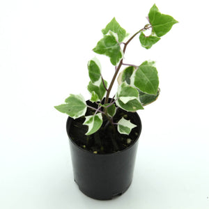 Senecio macroglossus variegated - Wax Ivy
