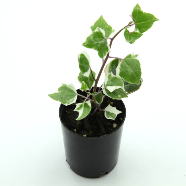 Home / Products / Senecio macroglossus variegated - Wax Ivy