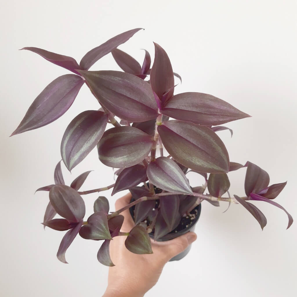 Tradescantia zebrina 'Dark Desire'