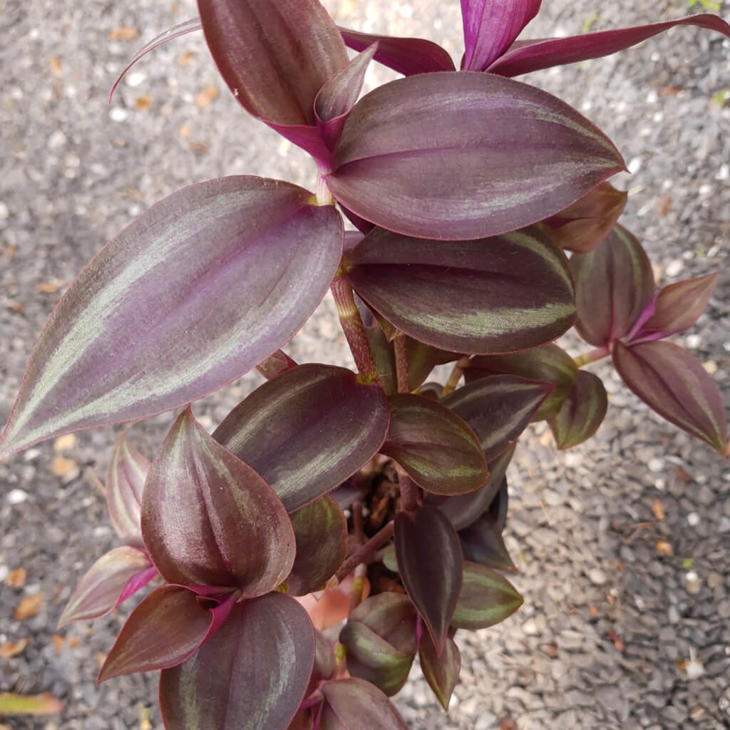 Tradescantia zebrina 'Dark Desire'