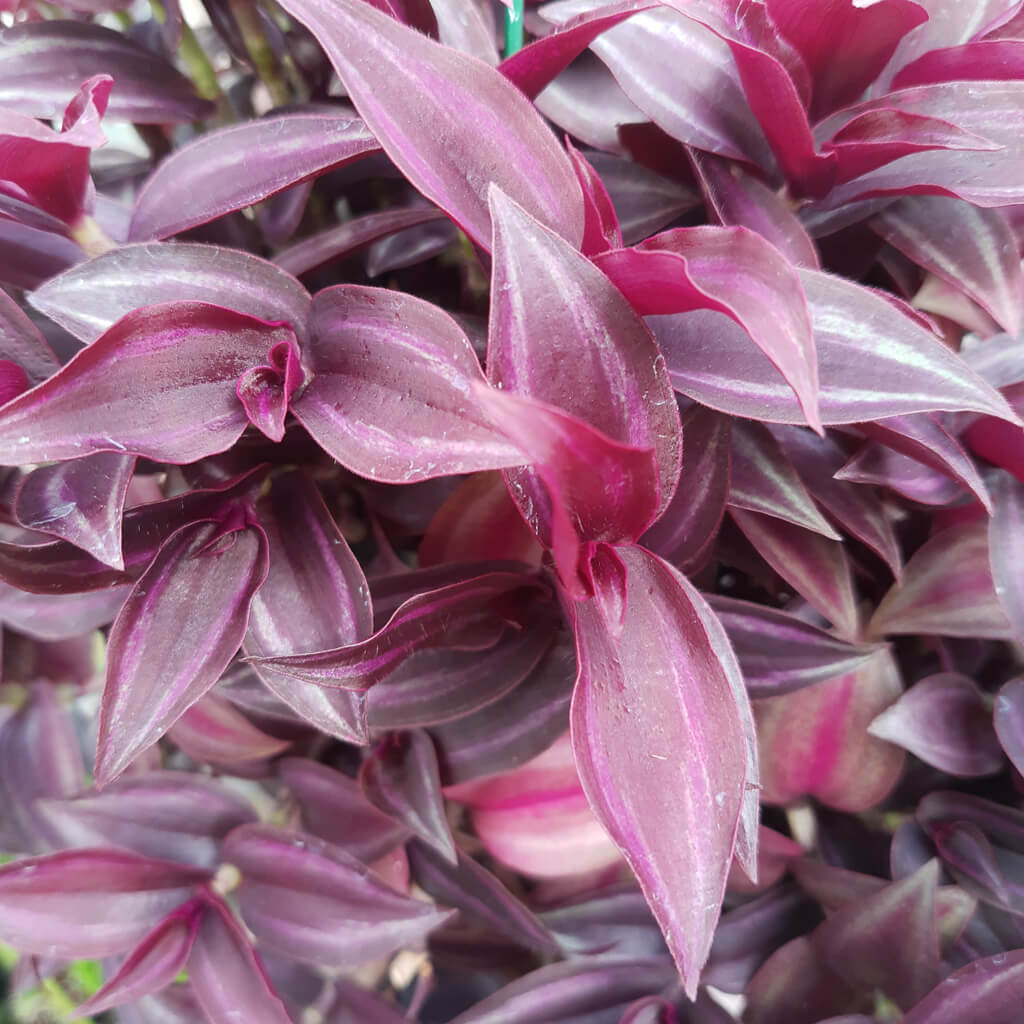 Tradescantia zebrina 'Dark Desire'