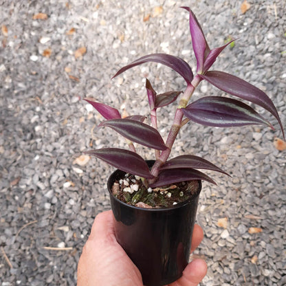 Tradescantia zebrina 'Dark Desire'